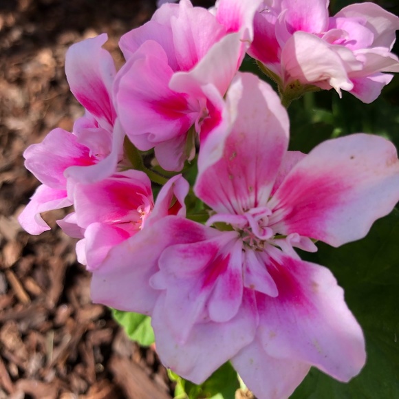 Meet your Posher, Cristina - Picture 1 of 1